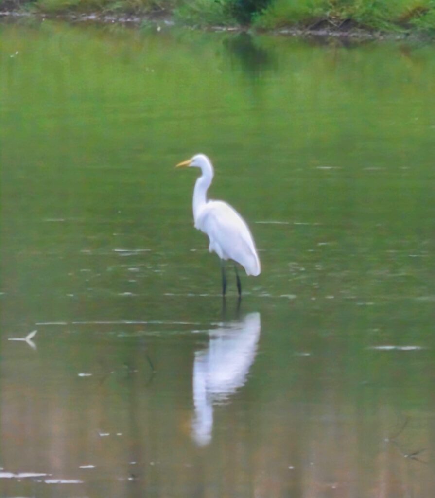 Great Egret Tadoba