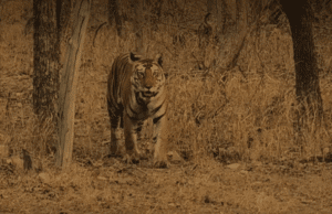 bengal-tiger-panna-national-park