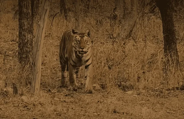 bengal-tiger-panna-national-park