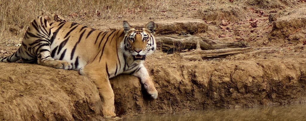 A tiger resting at the edge of a waterhole, looking at the camera