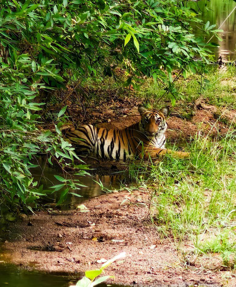 Tiger Relaxing by Pond in Tadoba Safari