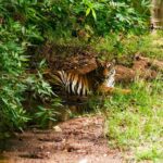 Tiger sitting in pond at Tadoba Tiger Relaxing by Pond in Tadoba Safari