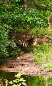 Tiger Relaxing by Pond in Tadoba Safari