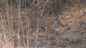Tiger walking in Bandhavgarh