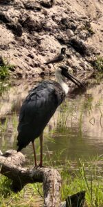 Woolly-necked Stork standing on a log at Bandhavgarh National Park.