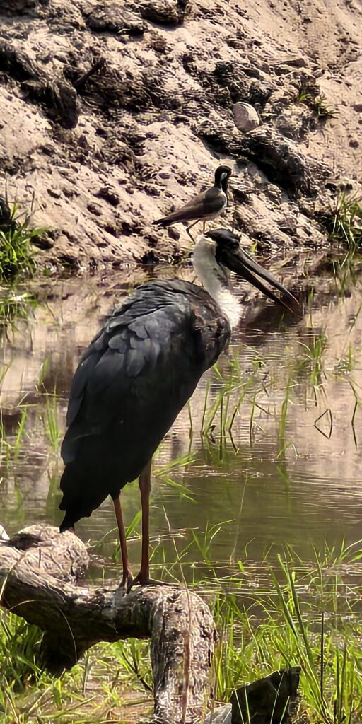 Woolly-necked Stork at Bandhavgarh – A Wetland Beauty