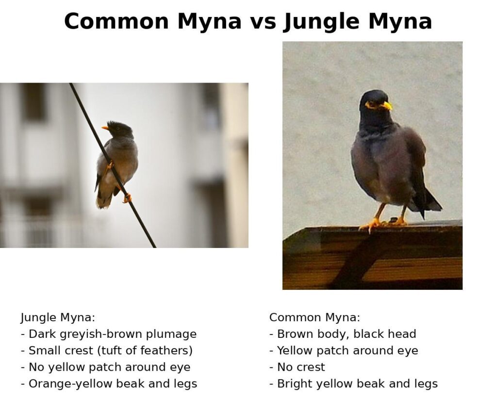 Common Myna, Jungle Myna, Differences