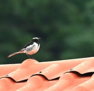 Wagtail perched on red roof after rain in India