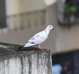 White Pigeon in the City