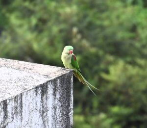 Emerald Whispers: The Grace and Intelligence of the Green Parrot