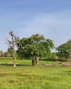 Asian Openbill Storks nesting high above the forest canopy. #TravelOnTales