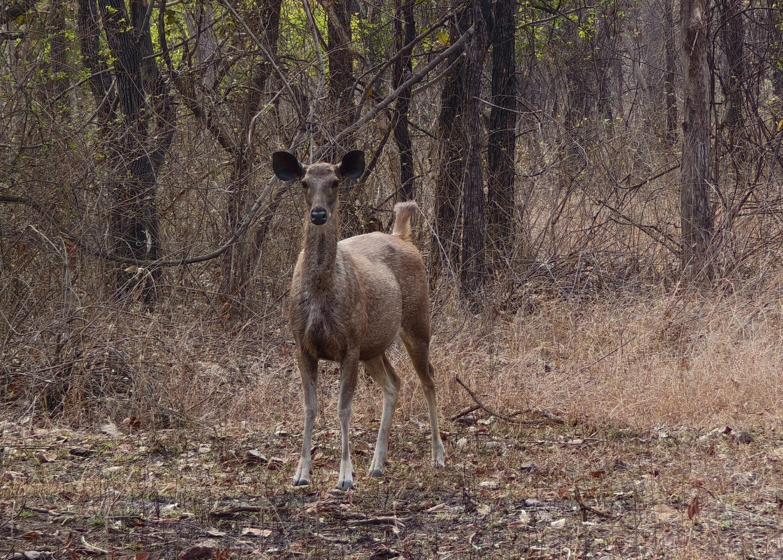 Spotted deer, Bandhavgarh National Park