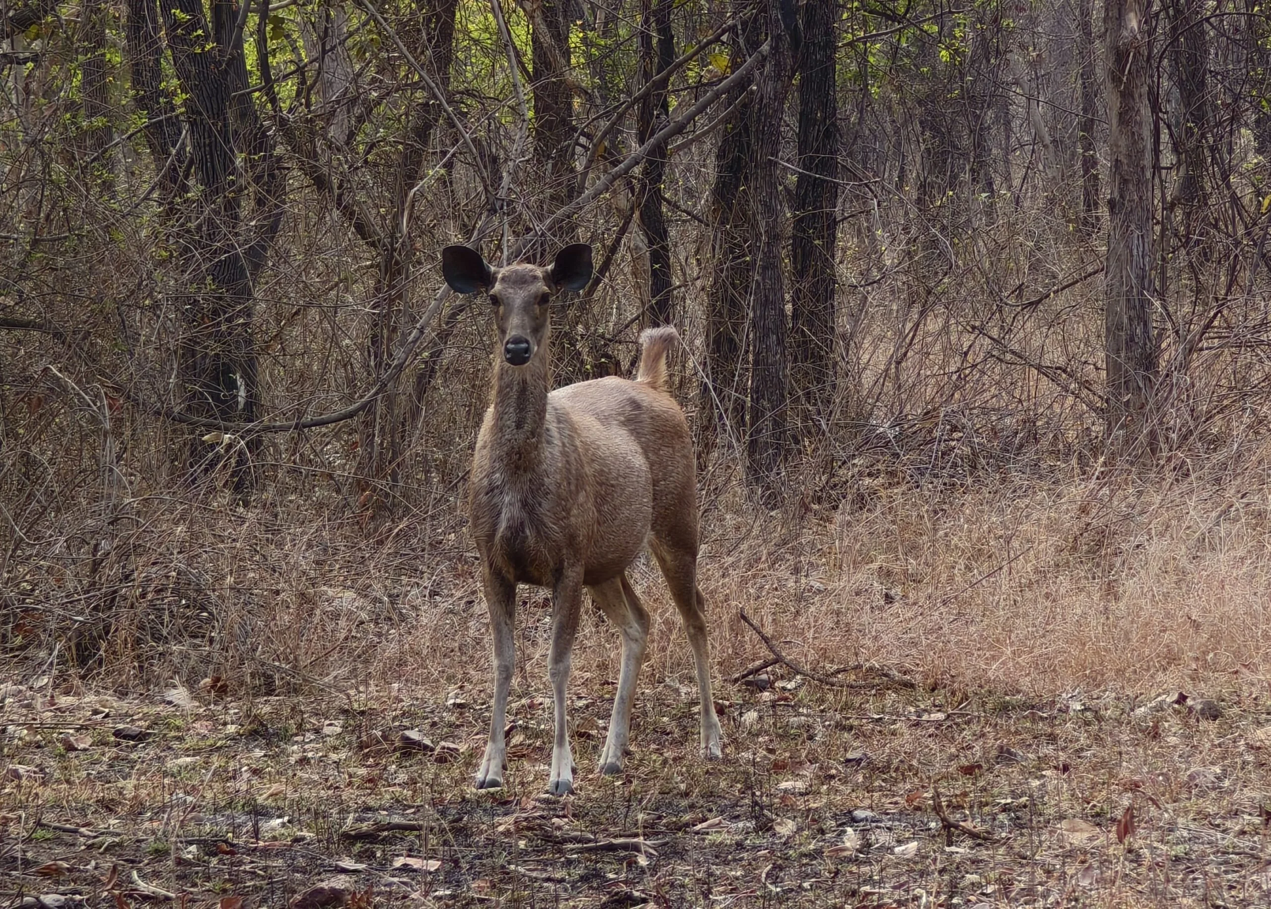 Spotted deer, Bandhavgarh