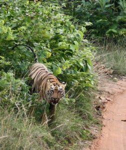 A majestic Bengal tiger walking out of dense green forest at Tadoba National Park, Maharashtra