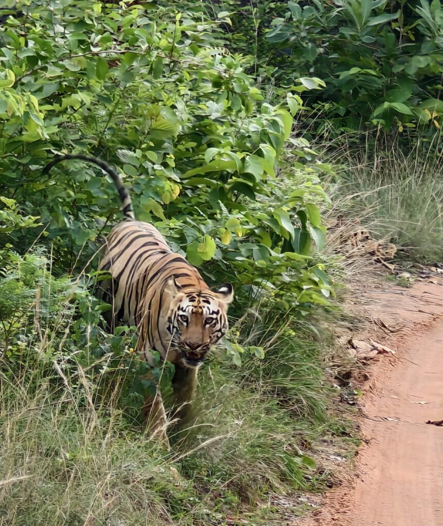 A majestic Bengal tiger walking out of dense green forest at Tadoba National Park, Maharashtra