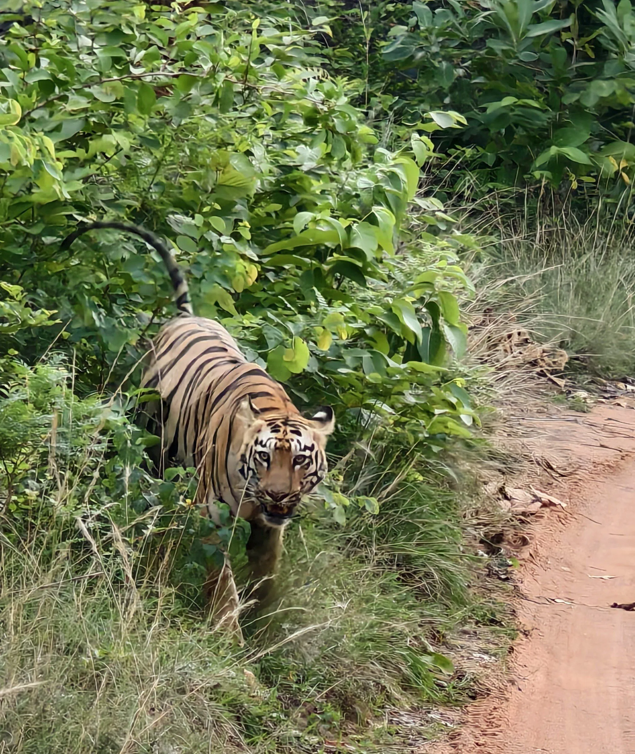 Tiger at Tadoba National Park — field observation TravelOnTales