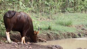 “A wild Indian Gaur drinking water at a forest pond surrounded by greenery — wildlife photography.”