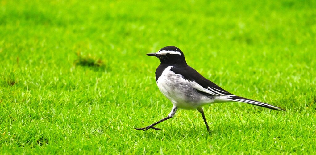 white wagtail