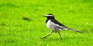 White-browed Wagtail (Motacilla maderaspatensis)