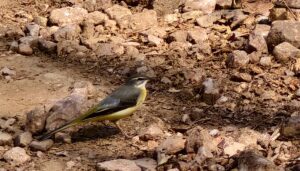 Grey Wagtail bird with yellow belly standing on rocky riverbed in India
