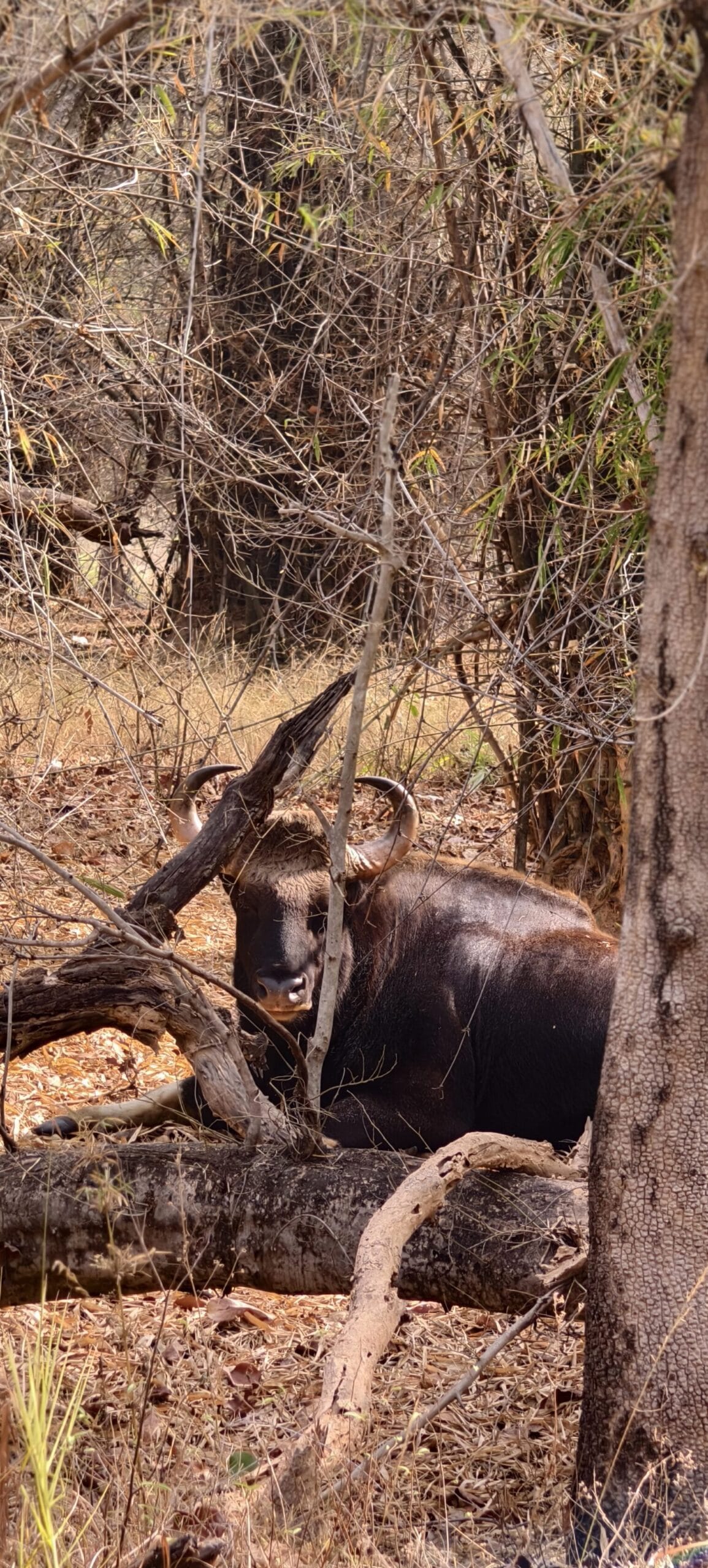 Indian Gaur 