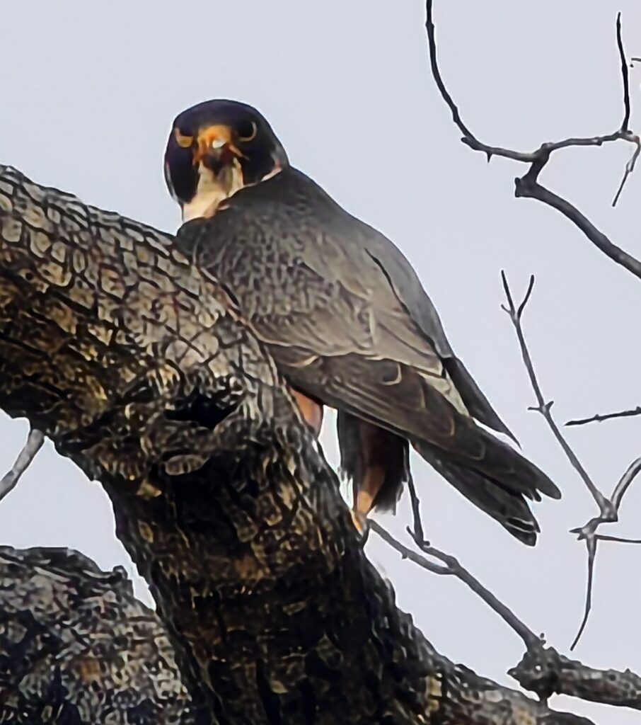 Peregrine Falcon (Falco peregrinus)