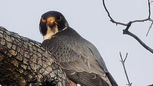 Peregrine Falcon (Falco peregrinus)