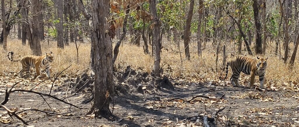 Tiger Sighting in Panna Tiger Reserve