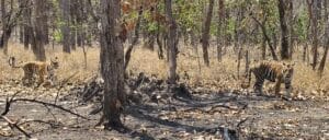 Tiger Sighting in Panna Tiger Reserve