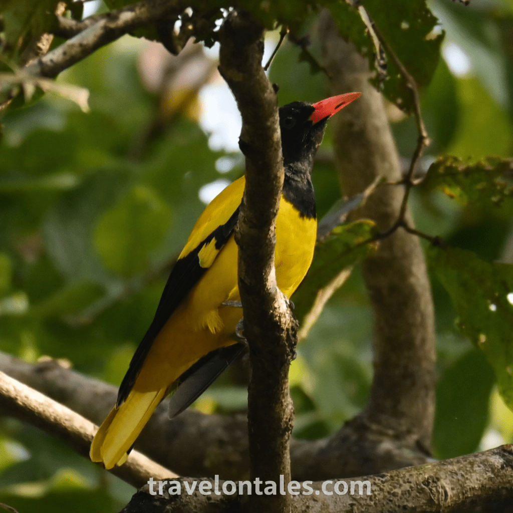 Black-hooded Oriole perched inside dense forest foliage at Keshavraj Temple, Dapoli