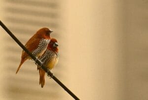 Munia birds sitting on a wire in the city during summer
