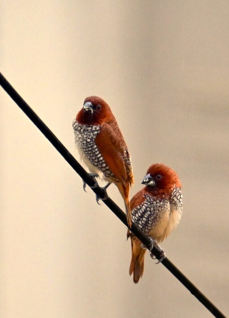 Munia birds sitting on a wire in the city during summer