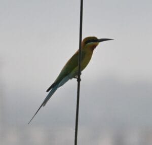 Green Bee-eater