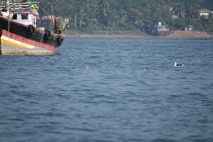 Two-Day Dapoli Trip from Mumbai | Beaches, Dolphins