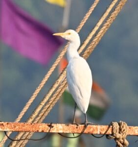 Cattle Egret at Palande Beach, Dapoli