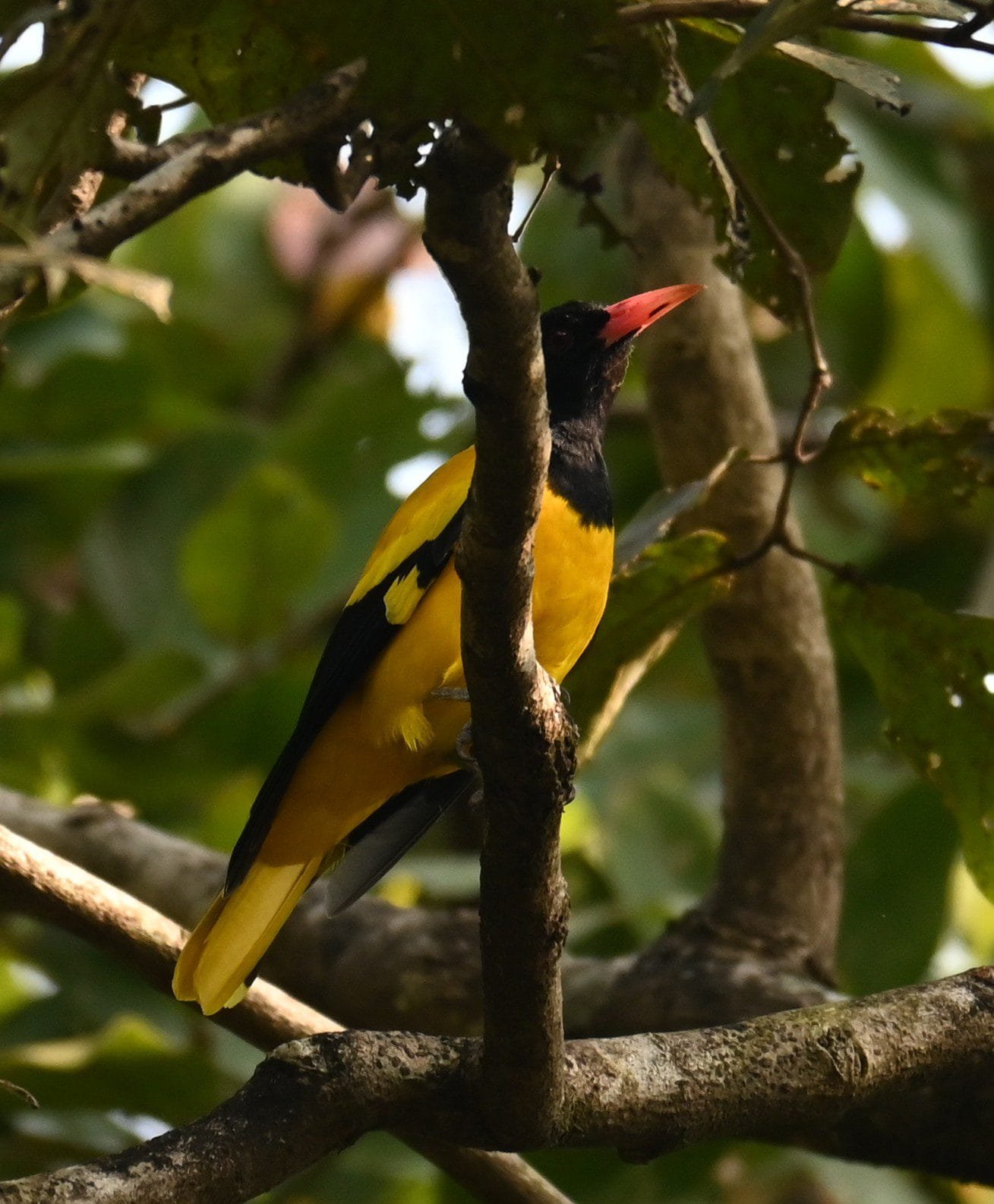 Black-hooded Oriole in the forest near Keshavraj Temple, Dapoli