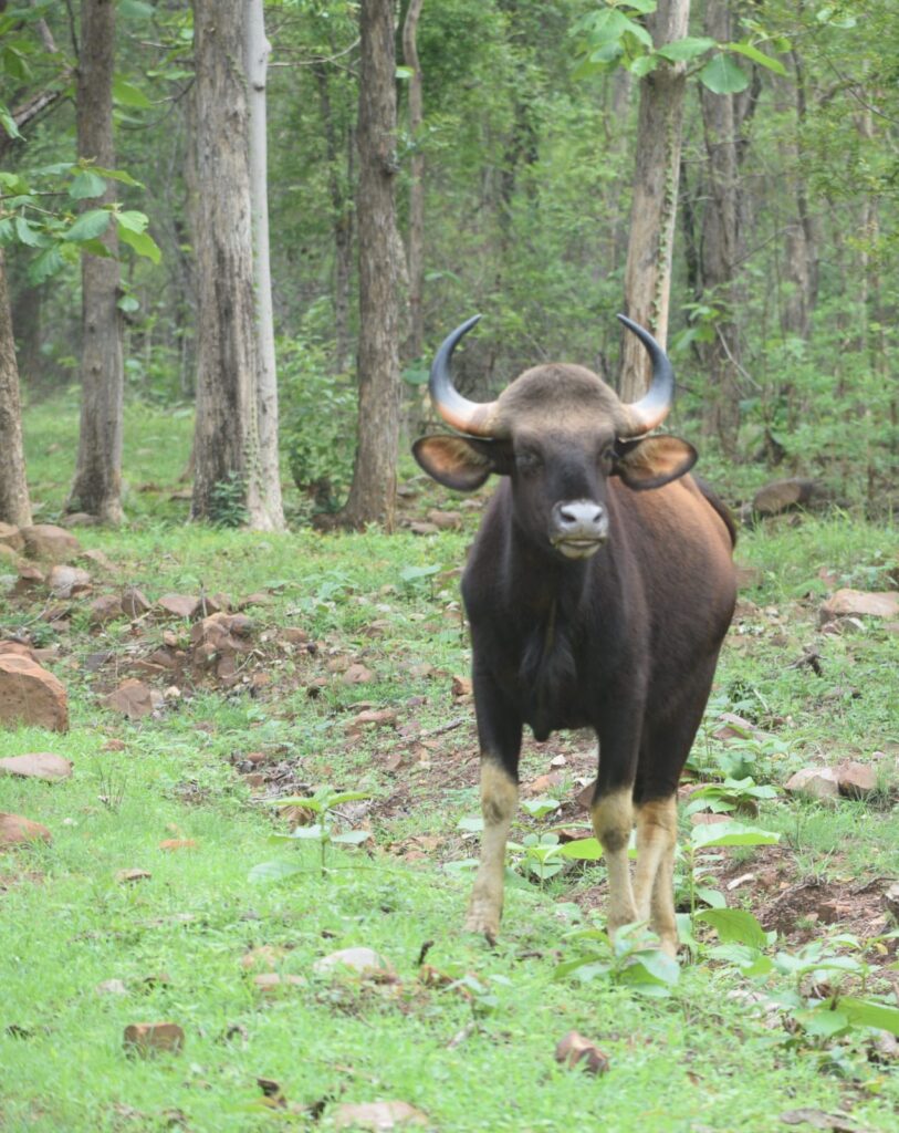 Gaur In Tadoba National Park