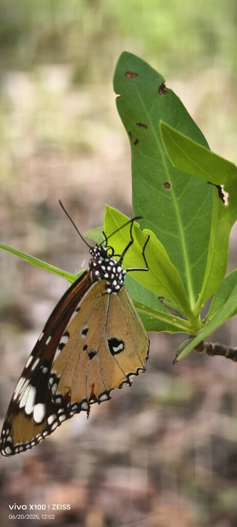 Plain Tiger Butterfly