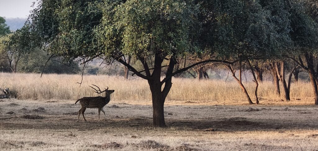 A calm scene from Panna safari.