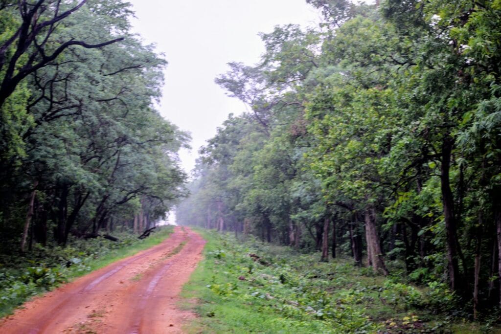 Tadoba safari guide