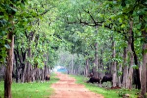 “Safari jeep moving through Tadoba forest with views of trees, animals, and morning light.”