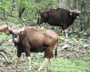 Gaur At Tadoba National Park