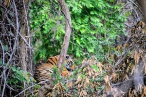 Tiger At Tadoba National Park