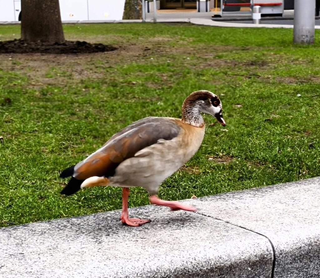 Egyptian Goose by the River Thames