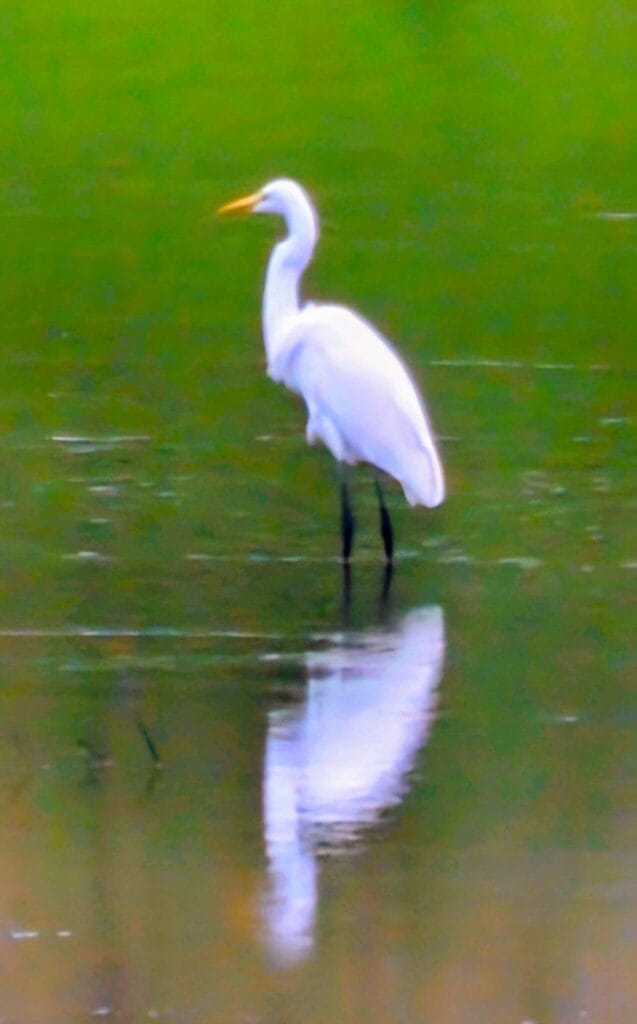 Great Egret in Tadoba