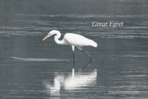 Great Egret at Seawoods Wetlands
