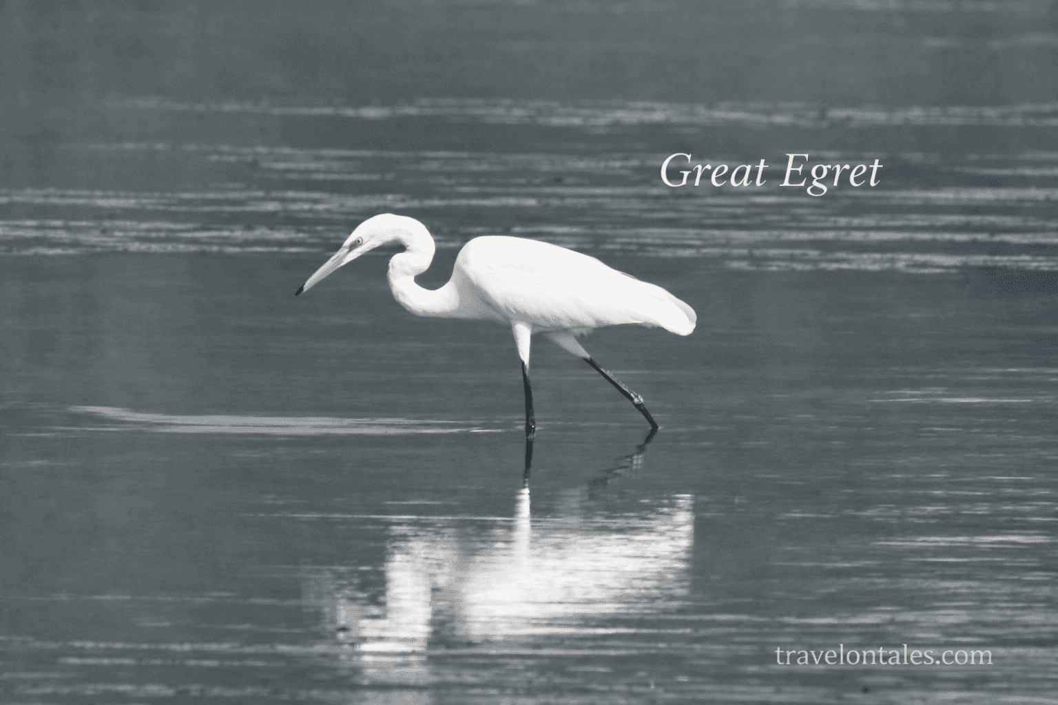 Great Egret at Seawoods Wetlands