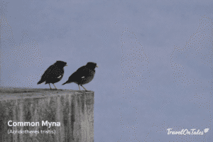Two Common Mynas perched on a concrete ledge against an open sky