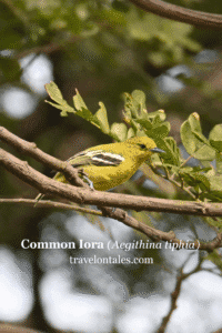 Common Iora at Kihim Beach, Alibaug