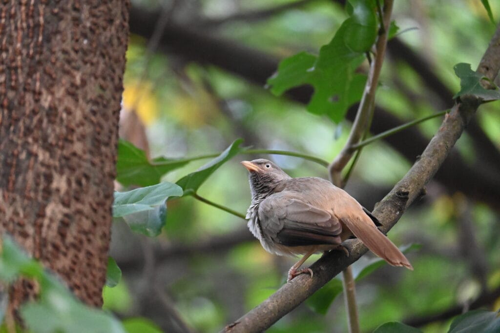 The Jungle Babbler in the Wild |near Kihim Beach, Alibaug